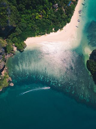 白天海滩沙滩旁的树木