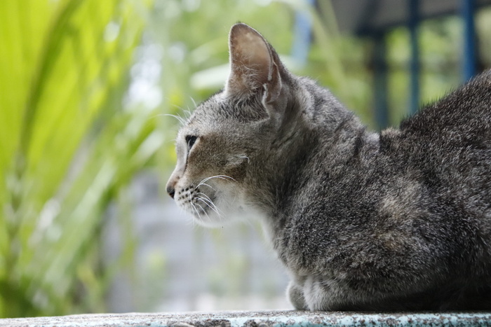 猫蹲在混凝土表面