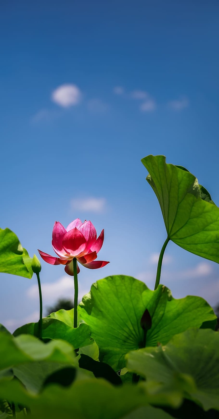 粉色，花瓣花朵，蓝色，天空，花朵，莲花，红色，越南，背景