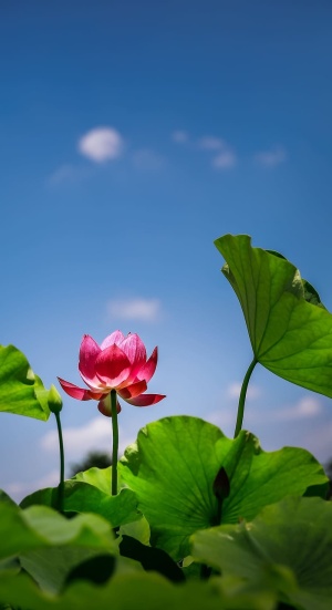 粉色，花瓣花朵，蓝色，天空，花朵，莲花，红色，越南，背景