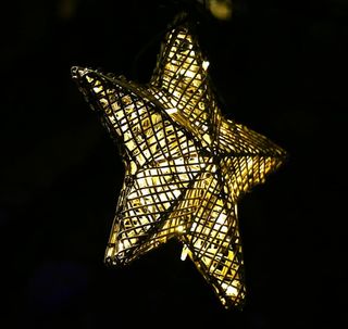 一品红，灯光，夜晚，圣诞装饰，一个动物，动物主题，动物野生动物，黑色背景