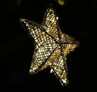 一品红，灯光，夜晚，圣诞装饰，一个动物，动物主题，动物野生动物，黑色背景