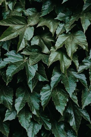 绿色植物，叶状绿叶，叶，树，绿色，公园，野生，伦敦