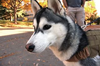 美国，雪松城，南犹他大学，服务犬，哈士奇，狗狗，可爱，西伯利亚哈士奇