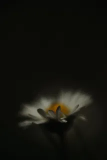 花,植物,花,花瓣,雏菊,雏菊,无脊椎动物,昆虫 花,植物,花,花瓣,雏菊,雏菊,无脊椎动物,昆虫