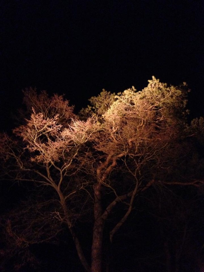 光, 景观, 心情, 照明, 住宿, 树, 植物, 夜