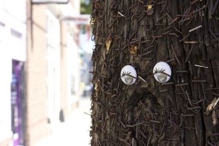 扭动眼睛，旧电线杆，史泰博，白天，无人，木质材料，特写，聚焦前景