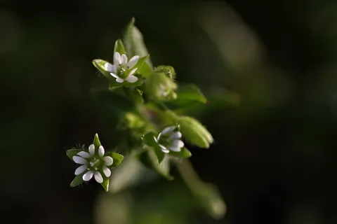 雏菊, 小小, 白, 蚱蜢, 小花, 草甸, 温柔, 花瓣 雏菊, 小小, 白, 蚱蜢, 小花, 草甸, 温柔, 花瓣