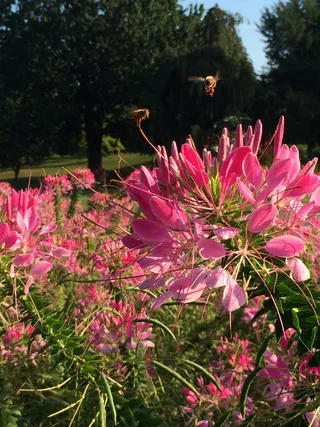 花，粉色，自然，春天，花瓣，植物学，植物学，彩色