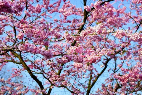 樱花,日本樱花,气味,开花,开花,日本樱花,观赏樱花,春天 樱花,日本樱花,气味,开花,开花,日本樱花,观赏樱花,春天