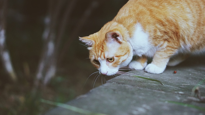 灰色混凝土表面上的橙色虎斑猫