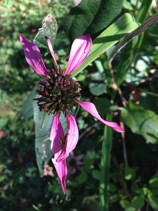 黑眼苏珊红，黑眼苏珊红，干花，黑眼苏珊红，干花