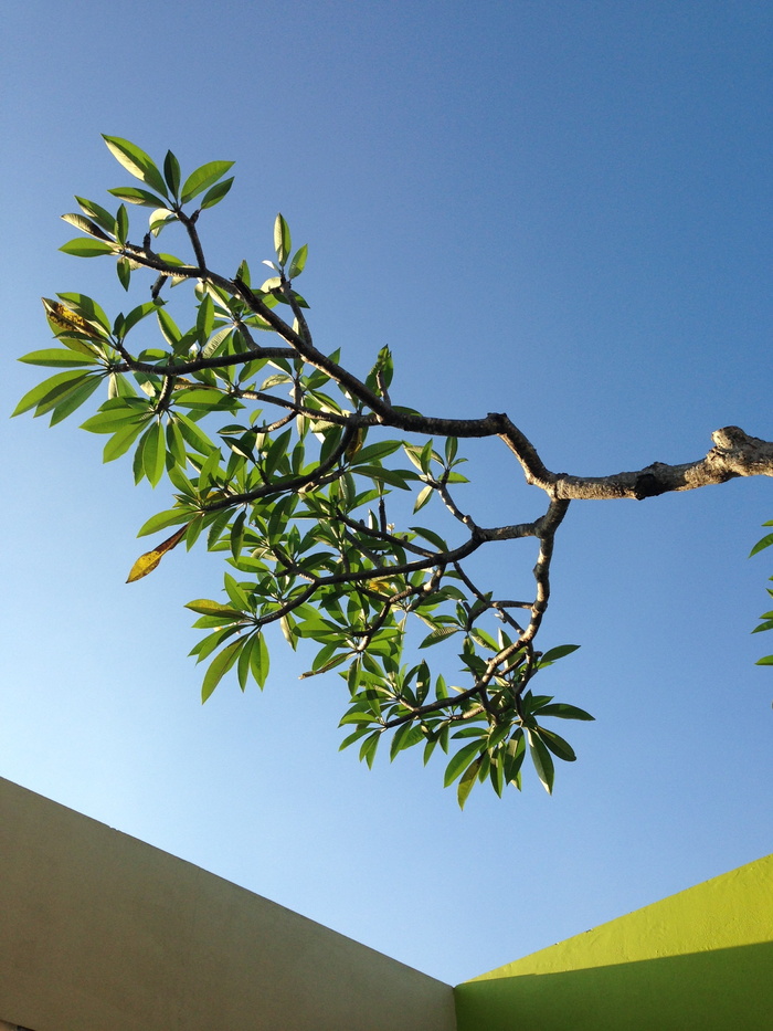 frangipani，树，天空，植物，晴朗的天空，自然，蓝色，生长
