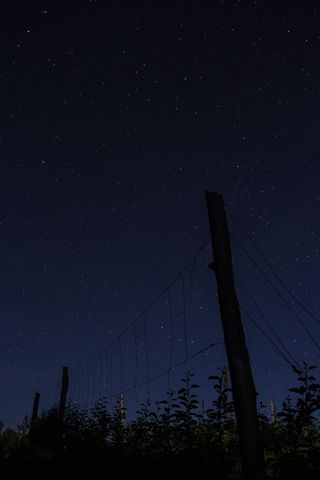 夜、黑暗、星星、天体摄影、摄影、树木、天空、低角度视图