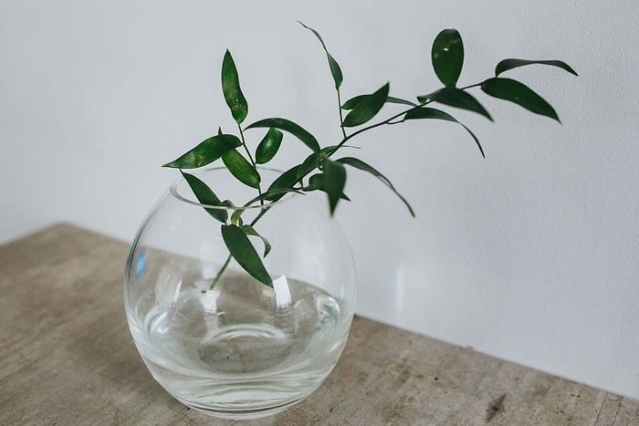 用绿色植物装饰家居