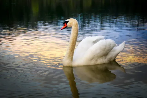 湖,abendstimmung,水,自然,情绪,景观,黄昏,镜像 湖,abendstimmung,水,自然,情绪,景观,黄昏,镜像