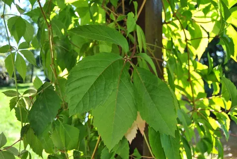 夏季,阴影,乡村,弗吉尼亚攀援植物,植物部分,叶子,绿色,植物 夏季,阴影,乡村,弗吉尼亚攀援植物,植物部分,叶子,绿色,植物