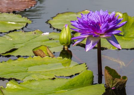 紫色莲花，花朵，睡莲，百合池，紫色，植物，开花植物，水
