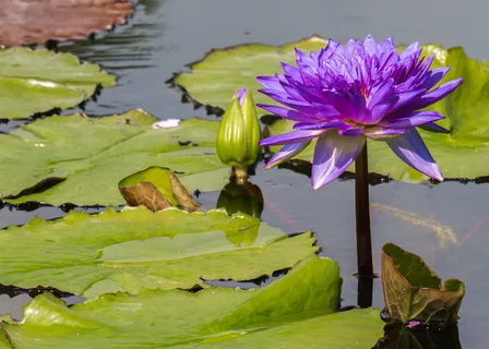 紫色莲花,花朵,睡莲,百合池,紫色,植物,开花植物,水 紫色莲花,花朵,睡莲,百合池,紫色,植物,开花植物,水