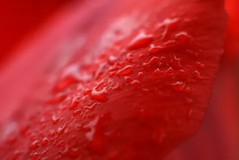 纹理，红色，宏观，湿，花，特写，选择性聚焦，没有人