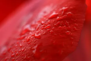 纹理，红色，宏观，湿，花，特写，选择性聚焦，没有人