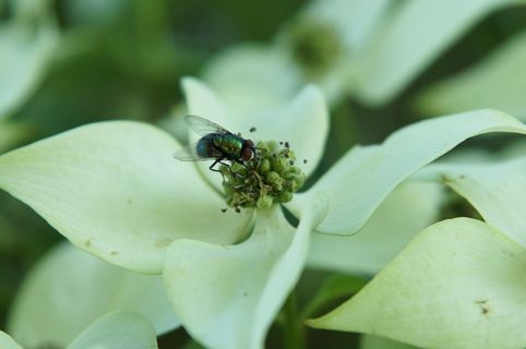 飞行，闪光，翅膀，花上，无脊椎动物，野生动物，昆虫，野生动物
