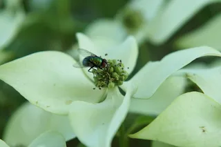 飞行，闪光，翅膀，花上，无脊椎动物，野生动物，昆虫，野生动物