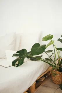 室内棕色花盆中的绿叶植物 室内棕色花盆中的绿叶植物