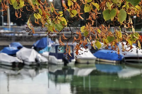 风景，秋天，湖泊，风景，间隔，树叶，海滩，博登湖