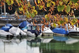 风景，秋天，湖泊，风景，间隔，树叶，海滩，博登湖