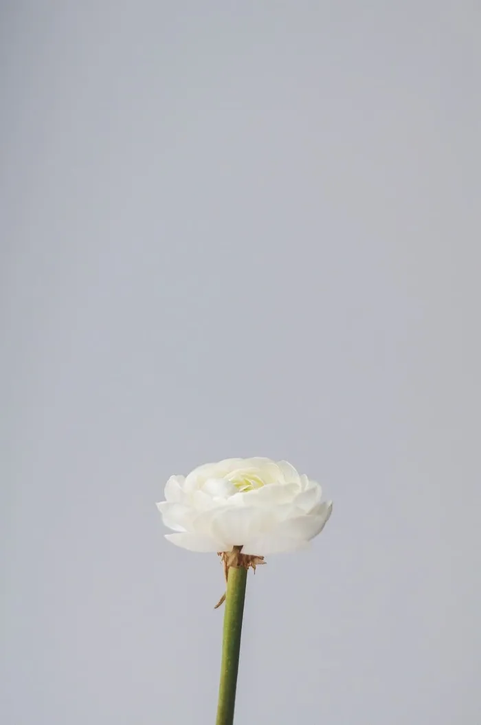 白色和绿色的花，白色背景