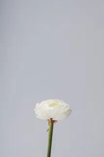白色和绿色的花,白色背景 白色和绿色的花,白色背景