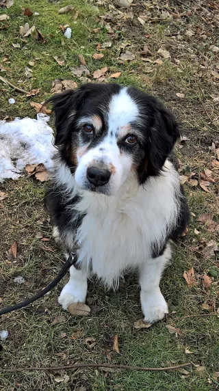 长外套，黑，白，狗，焦点照片，澳大利亚谢泼德，棕色，好奇的样子