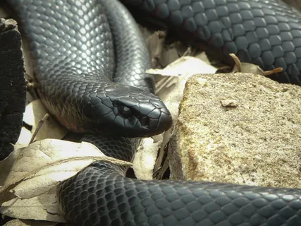 澳大利亚, ​​塔龙加动物园码头, 爬行动物, 蛇, 动物主题, 野生动物, 动物