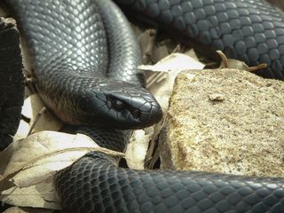 澳大利亚, ​​塔龙加动物园码头, 爬行动物, 蛇, 动物主题, 野生动物, 动物