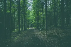 自然，森林，树木，道路，小径，落叶，树叶，树干