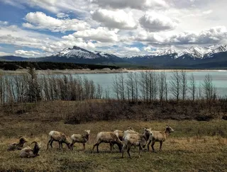 加拿大、阿尔伯塔、天空、山脉、云天、动物、动物群、湖泊