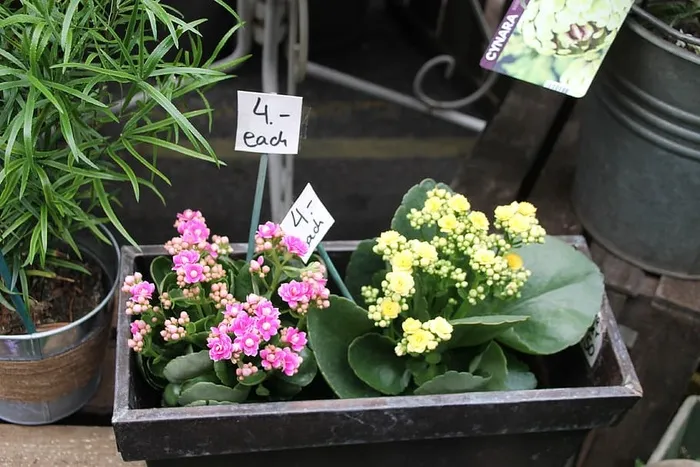 花，开花植物，植物，新鲜度，文本，出售，交流，日