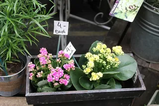 花，开花植物，植物，新鲜度，文本，出售，交流，日