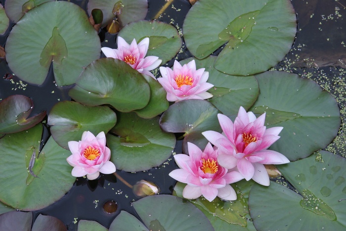 花，花园，夏天的花，粉红色，绿色的叶子，湖，池塘，水