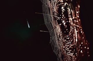 蜘蛛网, 网络, 自旋线程, 连接, 卷筒纸, 条例草案, 蜘蛛网, 蜘蛛