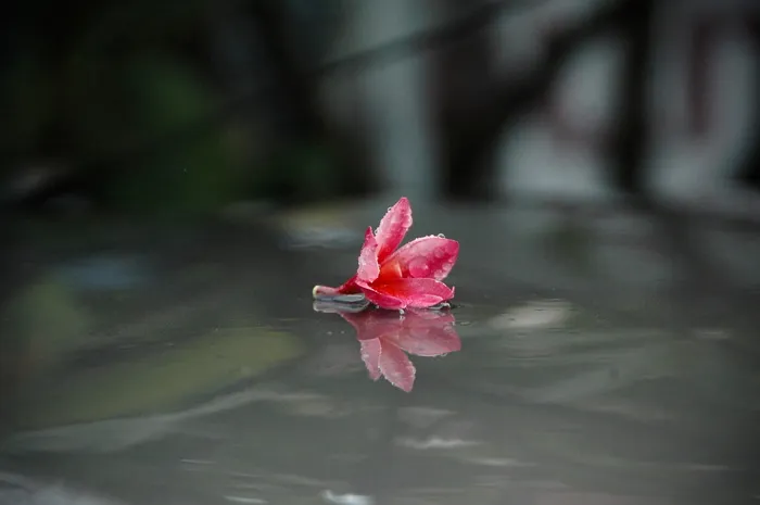 红色花朵在灰色表面上的选择性聚焦照片