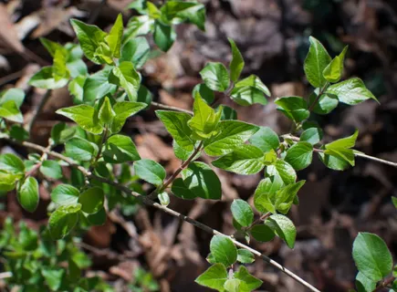 美国，橡树岭，植物，树叶，新叶，自然，春天，花园