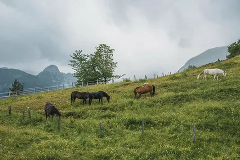 农业、动物、骑兵、乡村、农场、围栏、田野、草地 农业、动物、骑兵、乡村、农场、围栏、田野、草地
