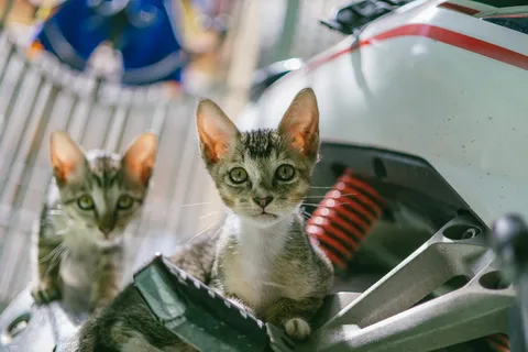 棕色斑猫 棕色斑猫