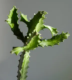 植物，芦荟，叶子，绿色，仙人掌，背景，仙人掌，仙人掌