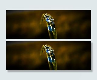 天空，小草，倒影，草地，特写，没有人，财富，单一物体