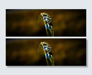 天空，小草，倒影，草地，特写，没有人，财富，单一物体