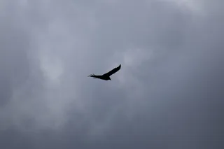 鸟类，黑色，云，多云，灰色，天空，野生动物，动物