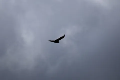 鸟类,黑色,云,多云,灰色,天空,野生动物,动物 鸟类,黑色,云,多云,灰色,天空,野生动物,动物